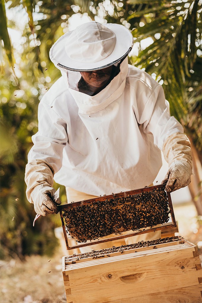 Bee Sustainable